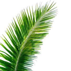 feuille-palmier-verte Une feuille de palmier verte sur fond noir, avec des reflets jaunes sur certaines parties.