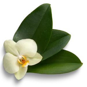 orchidee-blanche-feuilles-vertes Une fleur d'orchidée blanche avec des pétales délicats, posée sur un fond noir avec trois grandes feuilles vertes sombres derrière elle.